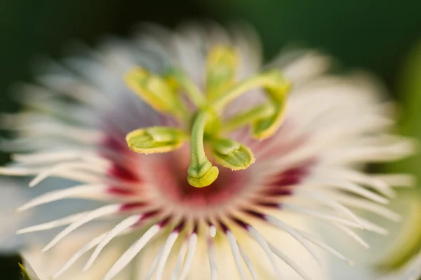 Pasiflora fetiche — Foto de Stock