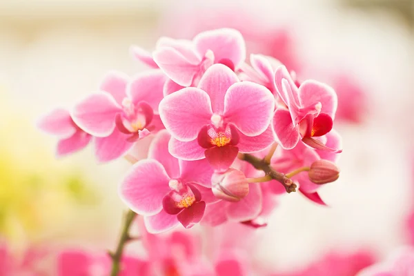 Pink Orchids — Stock Photo, Image