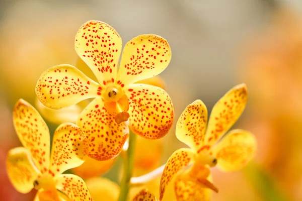 Orquídea — Fotografia de Stock