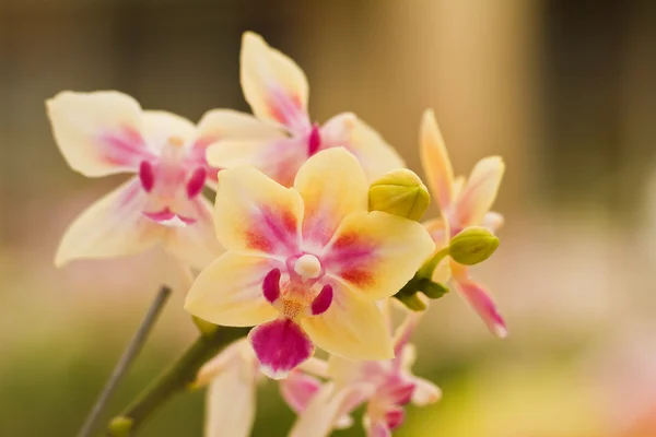 Gele orchidee — Stockfoto