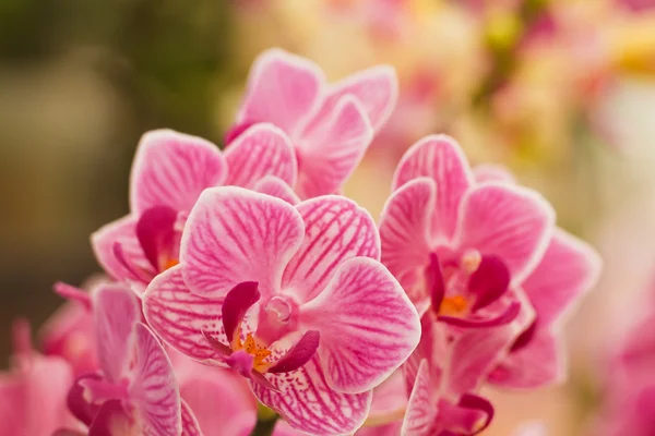 Pink Orchids — Stock Photo, Image