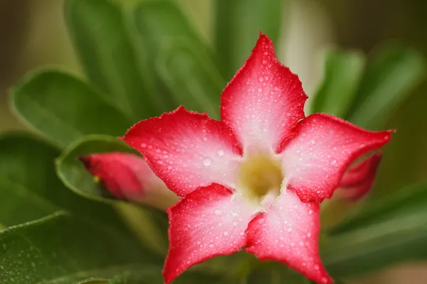 Rosa del desierto —  Fotos de Stock