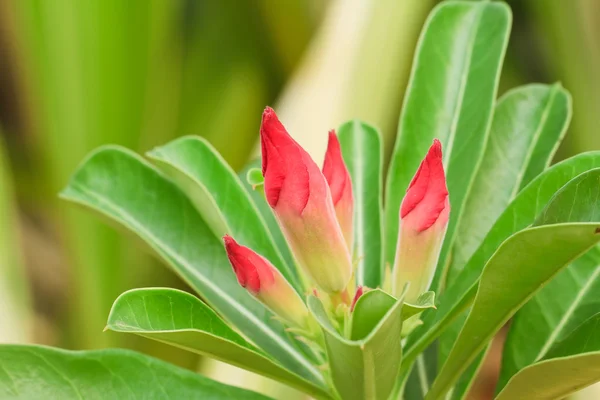 Desert rose — Stockfoto