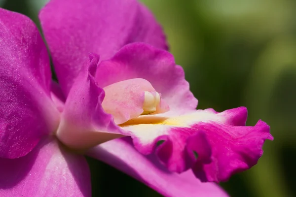 Magenta en paarse zeldzame cattleya orchideeën — Stockfoto