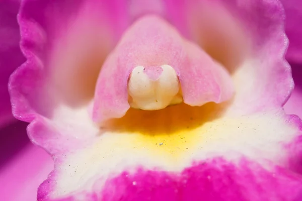 Pembe ve mor nadir cattleya orkideler — Stok fotoğraf