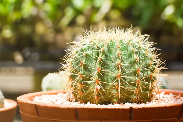 Cactus — Stockfoto