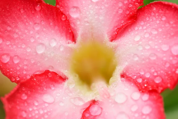 Rosa del desierto — Foto de Stock