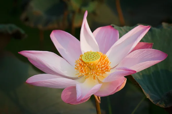 Lotusblüte — Stockfoto