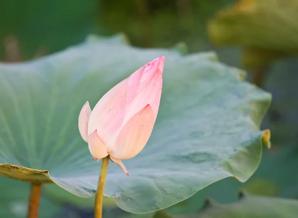Flores de loto rosa — Foto de Stock