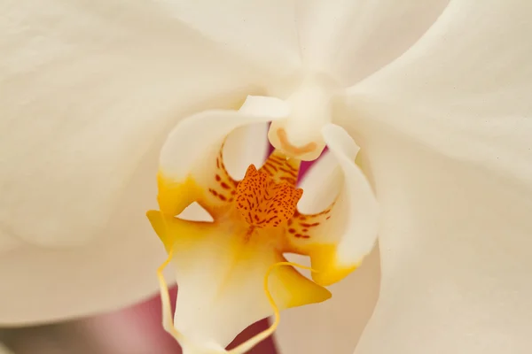 Bílé orchideje. — Stock fotografie