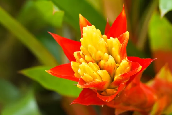 Pineapple flower — Stock Photo, Image