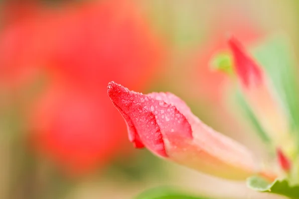 Desert rose — Stockfoto