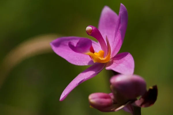 Paarse orchid. — Stockfoto