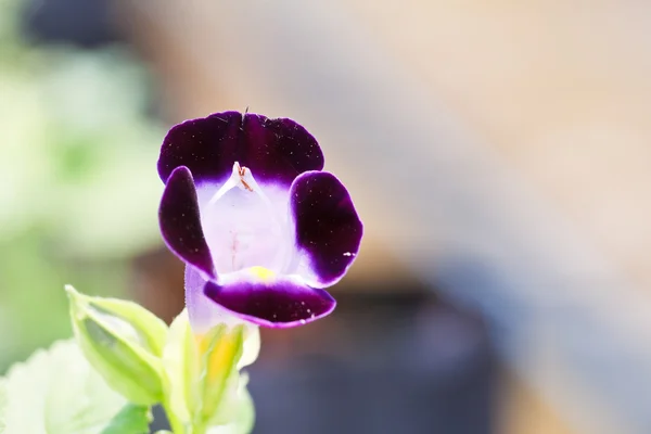 African violet — Stock Photo, Image