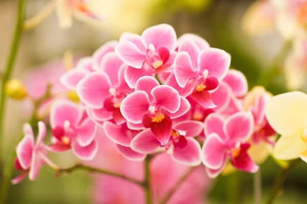 Pink Orchids — Stock Photo, Image