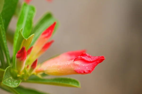 Пустынная роза — стоковое фото