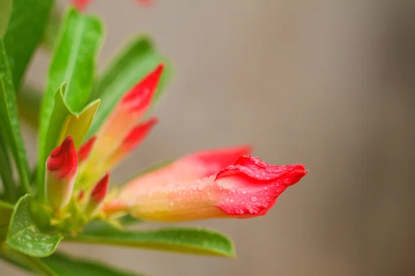 Rosa del desierto —  Fotos de Stock