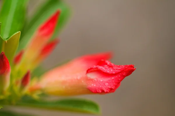 Desert rose — Stockfoto