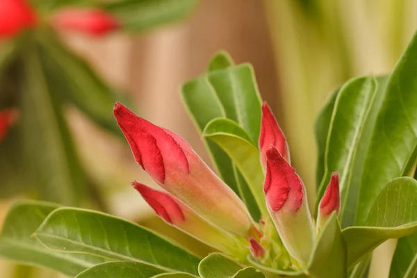 Desert rose — Stockfoto