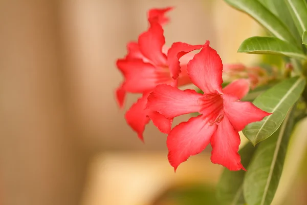 Desert rose — Stockfoto