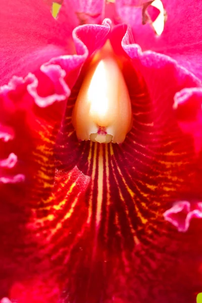 Orquídea de Cattleya . — Fotografia de Stock
