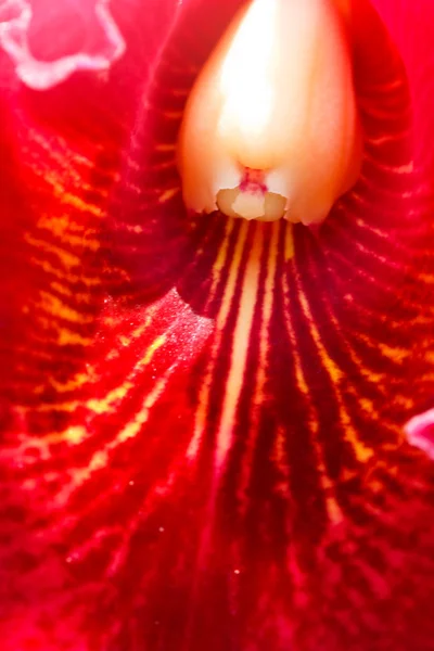 Cattleya orkidé. — Stockfoto