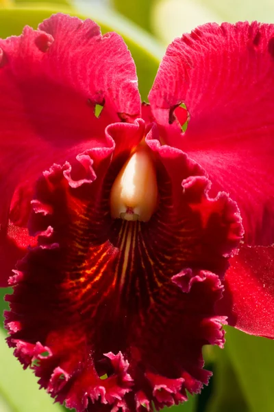 Cattleya orchidej. — Stock fotografie