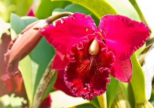 Cattleya orkide. — Stok fotoğraf