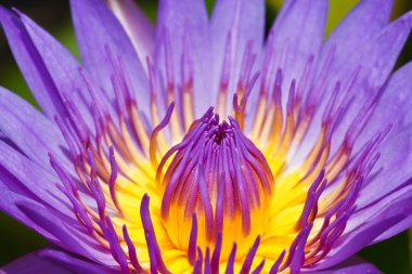 mor lotus