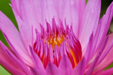 mor lotus