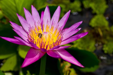 mor lotus