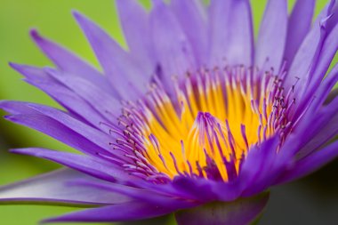 mor lotus