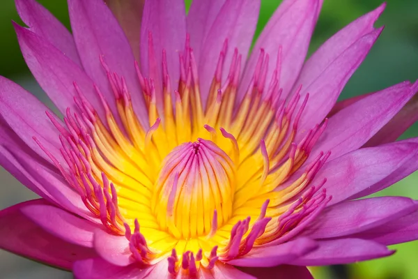 Purple lotus — Stockfoto