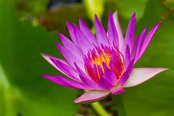 Lotus violet — Fotografie, imagine de stoc