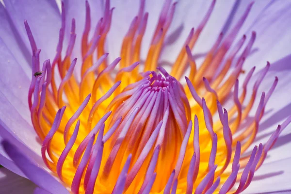 Purple lotus — Stockfoto