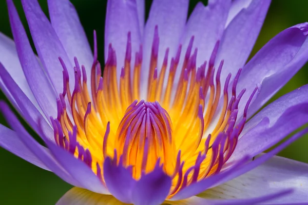 Purple lotus — Stockfoto