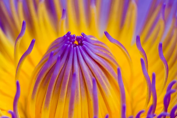 Purple lotus — Stockfoto