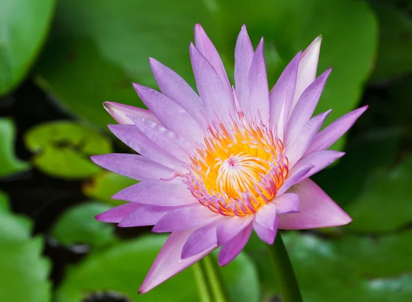 Purple lotus — Stockfoto