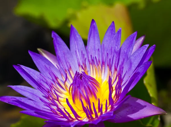 Purple lotus — Stockfoto