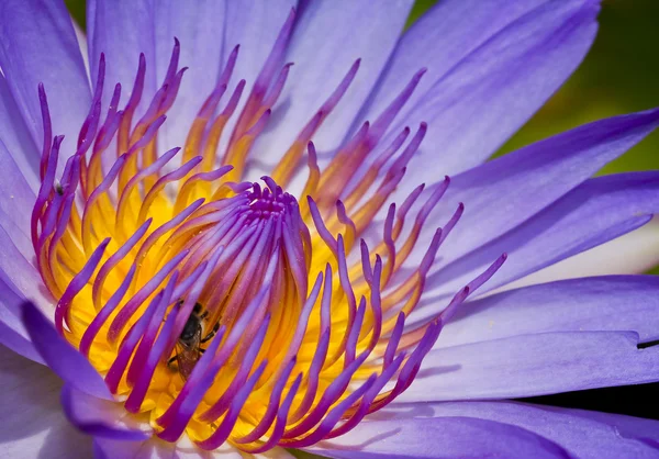 Paarse lotus — Stockfoto