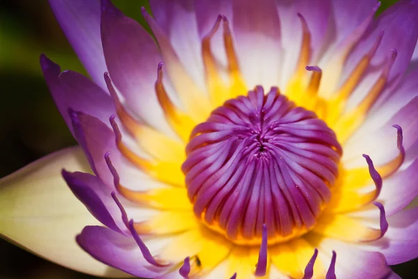 Purple lotus — Stockfoto