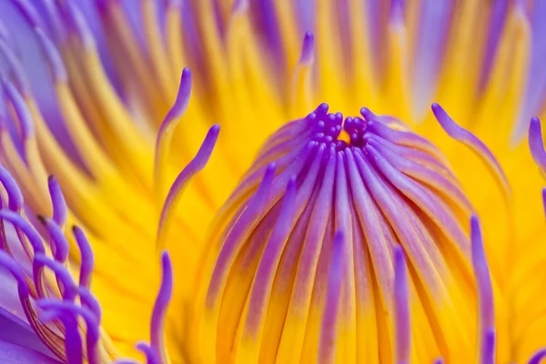 Mor lotus — Stok fotoğraf