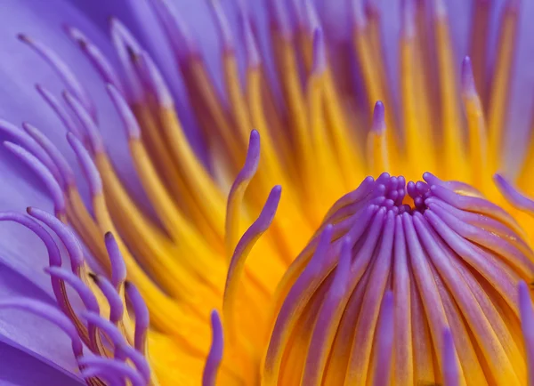Purple lotus — Stockfoto
