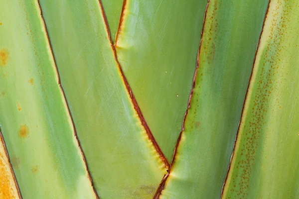 Leaf of Palm Tree — Stock Photo, Image