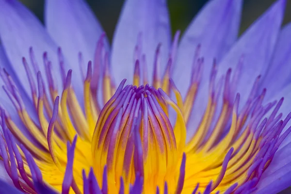 Purple lotus — Stockfoto