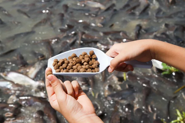 Alimenti per pesci pellet . — Foto Stock