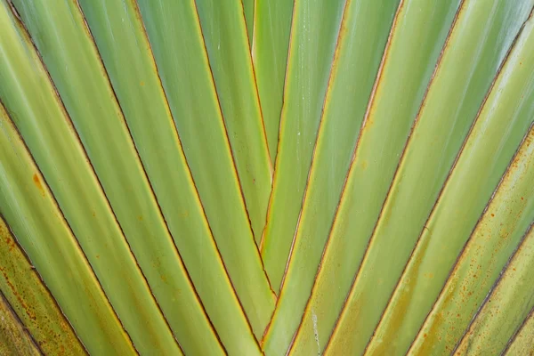 Leaf of Palm Tree — Stock Photo, Image