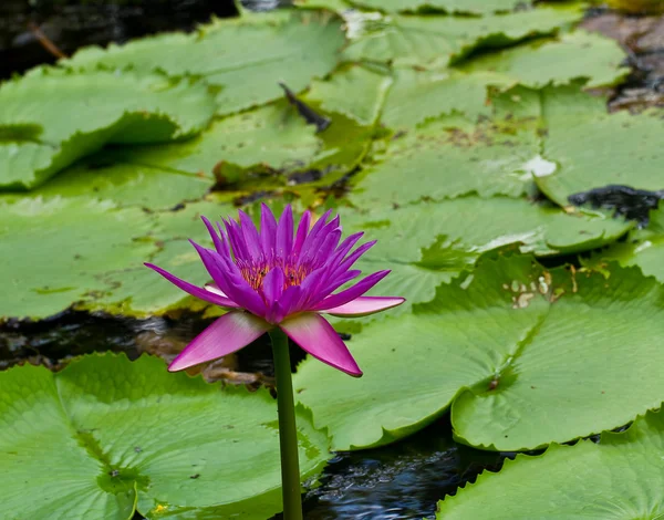 Loto púrpura — Foto de Stock