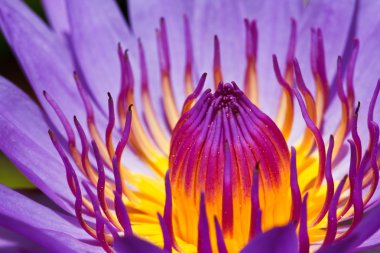 mor lotus
