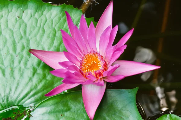 Paarse lotus — Stockfoto